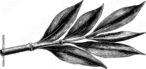 Vintage bamboo sketch: hand drawn engraved illustration for retro design