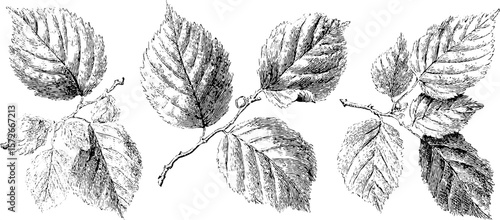 Vintage black and white beech leaf engraving illustration set for design and print