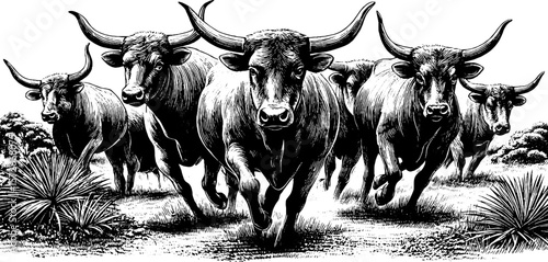 Vintage cattle herd running in nature engraving sketch