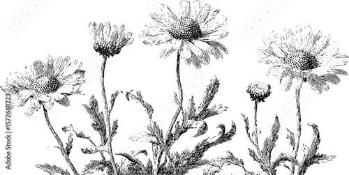 Vintage chamomile floral sketch for decoration and design