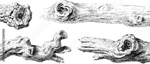 Vintage black and white woodcut of tree trunks and knots - engraving design for art and decor