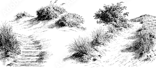 Vintage black and white engraving of coastal dunes and vegetation scene