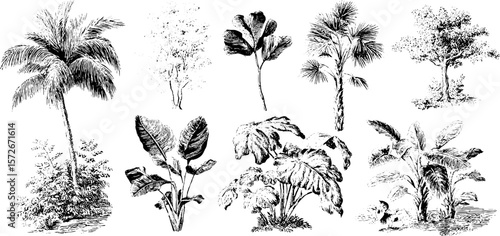 Exotic tropical trees and plants black and white vintage engravings for retro design