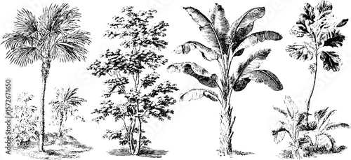Vintage black and white engraving of exotic tropical trees in retro style for design