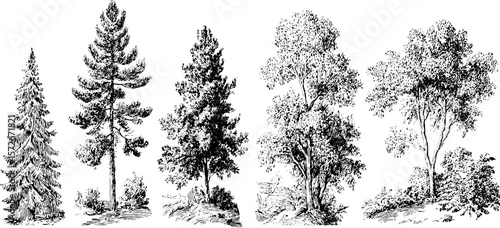 Black and white engraving of forest trees - vintage hand drawn set for design projects