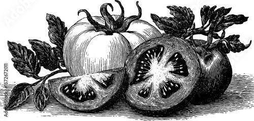 Vintage black and white engraving of fresh tomatoes for retro kitchen decor