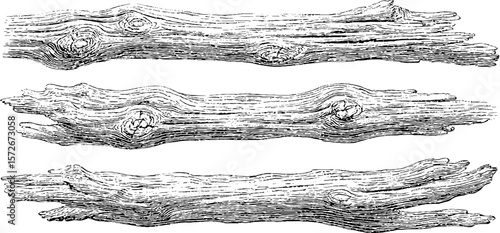 Vintage wood log engravings set: intricate black and white sketches for retro design