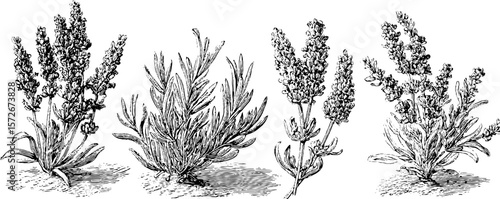 Vintage lavender plant illustrations: black and white hand drawn engravings for retro design projects