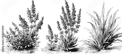 Vintage botanical engravings of lavender and plants for natural design projects