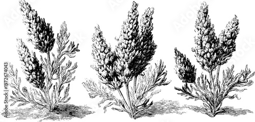 Vintage hand drawn lavender plants illustration for botanical art and design