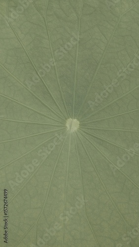 Close-up green leaf texture