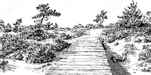 Vintage black and white engraving of peat landscape with wooden pathway and trees