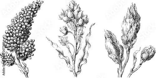 Vintage botanical engravings of quin berries and plants for design and decoration