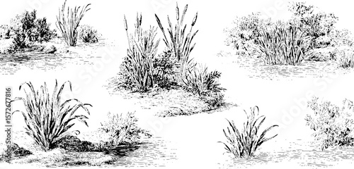 Vintage silhouette of reed plants in black and white hand drawn engraving by annetdebar