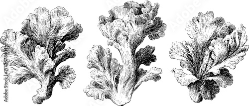 Vintage hand drawn seaweed engraving illustration for nautical design