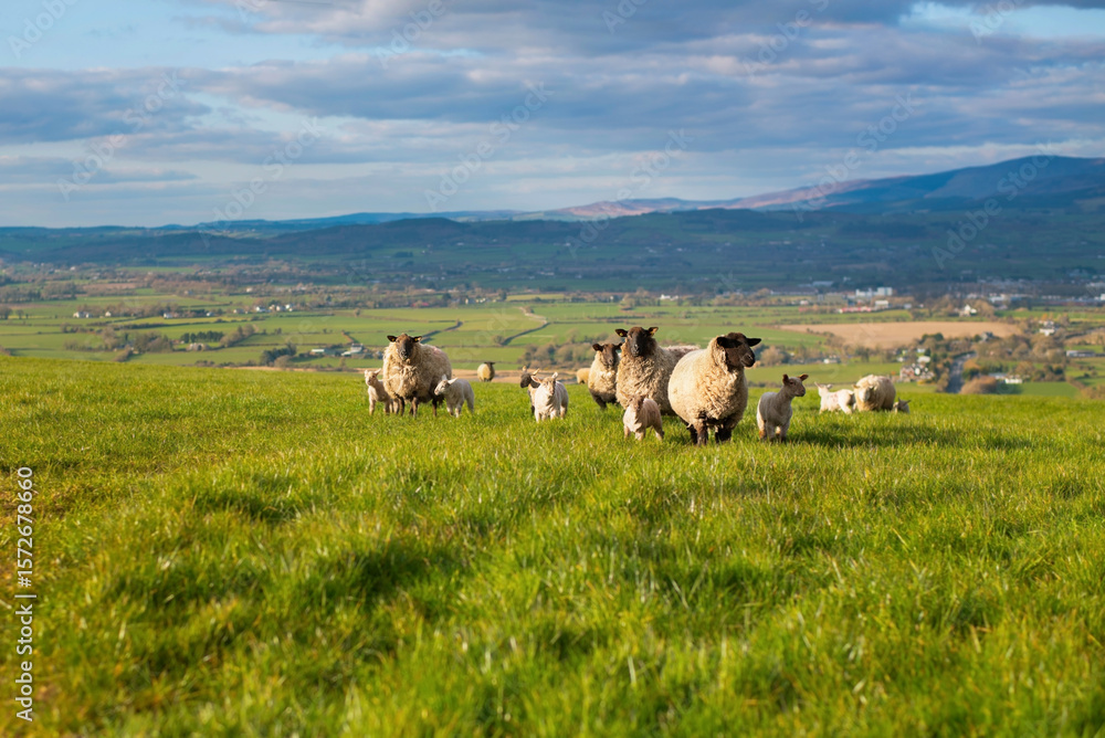 Fototapeta premium Pastoral image of a flock of sheep and lambs in a grassy field, with sprawling countryside and hills under partly cloudy sky, evoking feelings of tranquility and rural charm