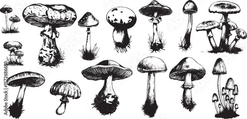 Vintage Engraving Mushrooms Set featuring Amanita, Liberty Cap, Psilocybe, Russula and Boletus — ideal for Autumn, Thanksgiving, and Cottagecore.