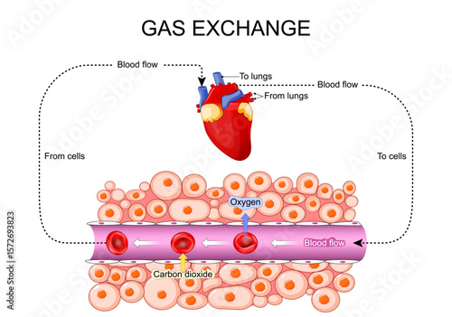 Cellular respiration. Gas exchange