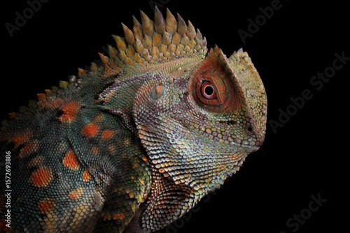 Closeup head forest dragon Lizard male on isolated background, Fores dragon closeup head