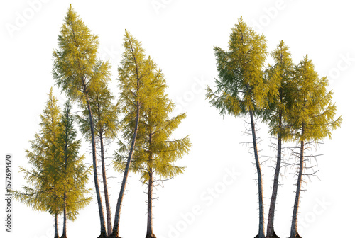 Papier peint Larix occidentalis, Western Larch Tree Clump in Sunlight Isolated