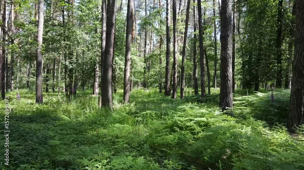 Sun dappled forest floor lush green ferns tall pine trees tranquil nature woodland scene peaceful environment summer foliage sunlight shadows deep woods natural beauty Sun dappled forest floor lush green ferns tall pine trees tranquil nature woodland scene peaceful environment summer foliage sunlight shadows deep woods natural beauty