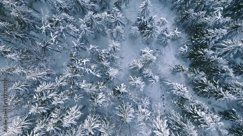 Aerial Winter Snow Forest Frozen Trees Landscape Nature White Cold Beauty Drone Photography View Spruce Pine Coniferous