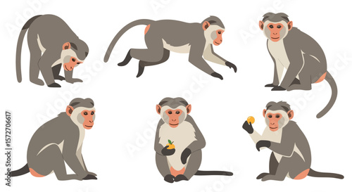 Bonnet macaques in various poses and actions on a white background  