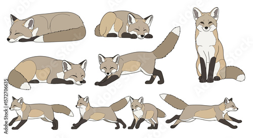 Corsac fox in various poses showcasing playful and relaxed expressions  