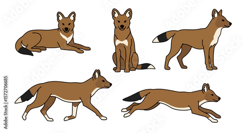 Dhole in different poses showcasing movement and expressions  