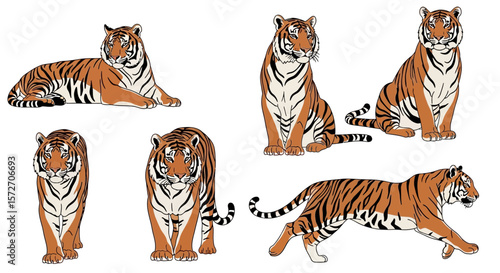 Bengal tiger in different poses displaying various movements and expressions  