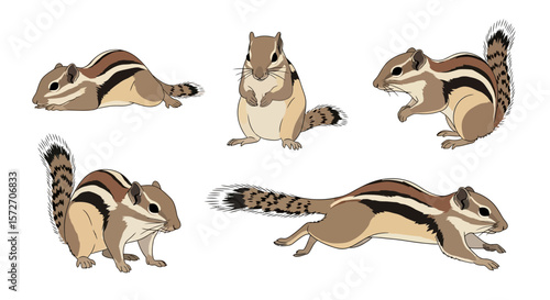 Five-striped palm squirrel in different poses illustrating agility  