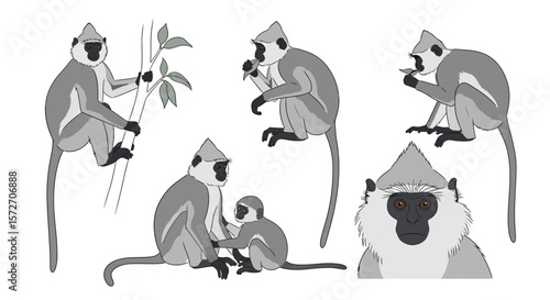 Hanuman langur in various poses interacting with foliage and peers  