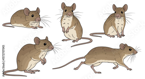 Indian field mouse in different poses illustrating various movements  