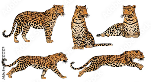 Indian leopard in various poses symbolizing agility and grace  