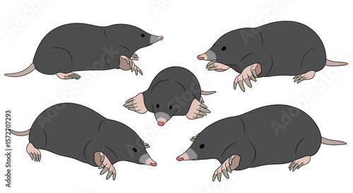 Indian mole depicted in five different poses and positions  