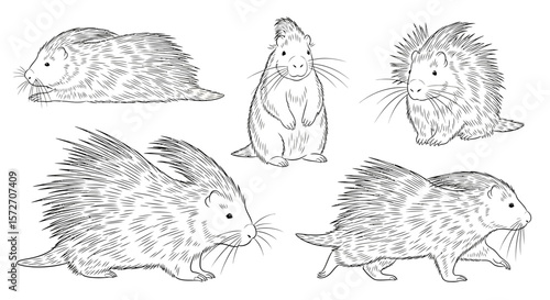 Indian Porcupine illustrations in different poses concept of animals in different poses  
