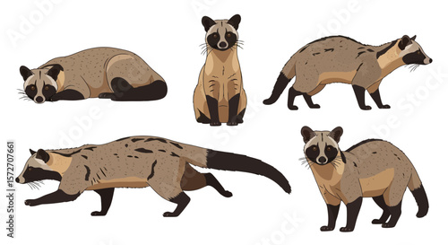 Large Indian Civet in various poses illustrating animal behavior  