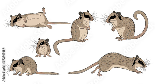 Malabar Spiny Dormouse in various poses representing animals in different poses  