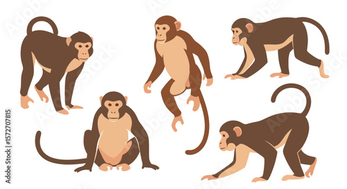 Rhesus Macaque monkeys in various poses on white background  