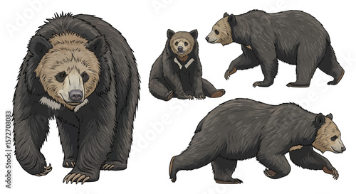 Sloth bear in different poses showcasing detailed features  