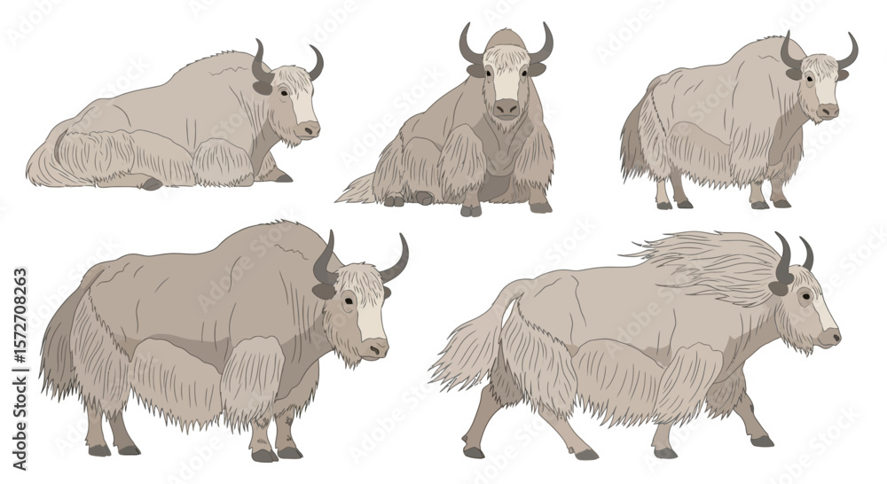 Fototapeta premium Yak in various poses showcasing different perspectives and movements 