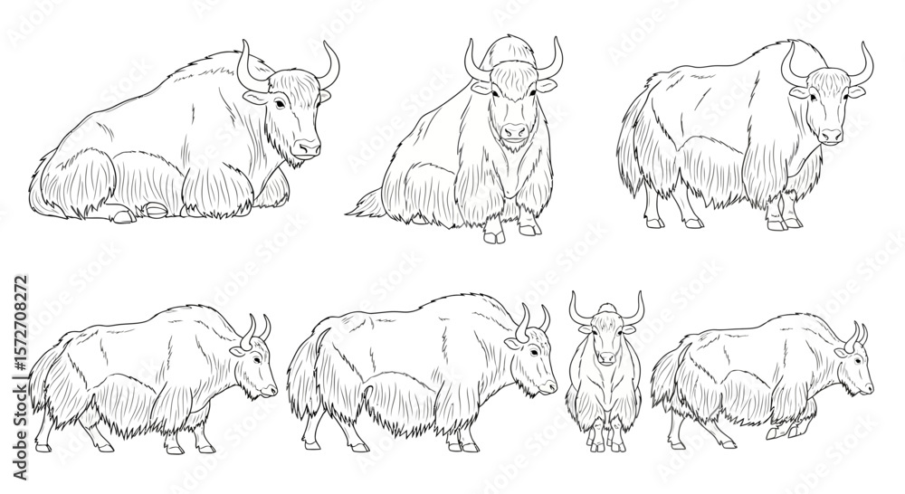 Fototapeta premium Different poses of a yak in illustrated style with detailed features 