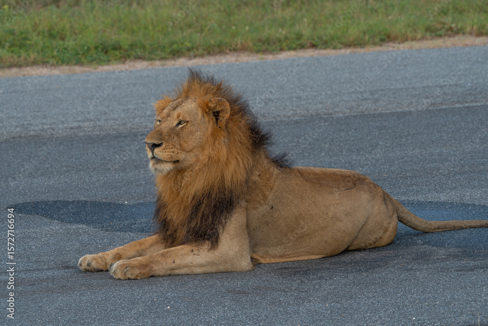 Obraz premium A male lion lying down on a tarred airstrip in the bush, Greater Kruger.