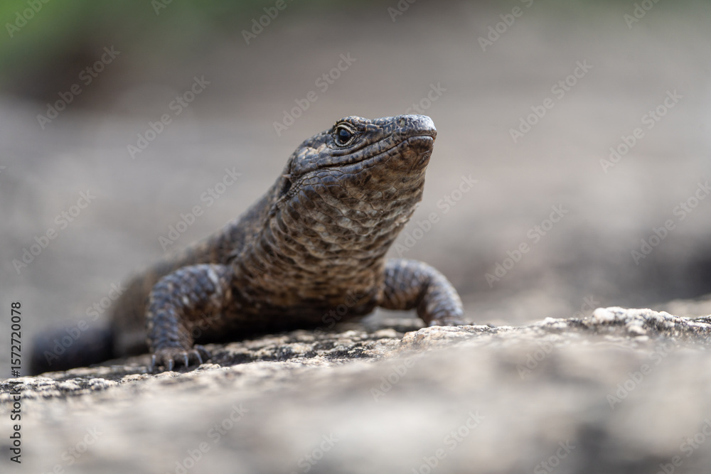 Obraz premium Closeup of a giant plated lizard sun basking on rocks with a blurred background, Greater Kruger
