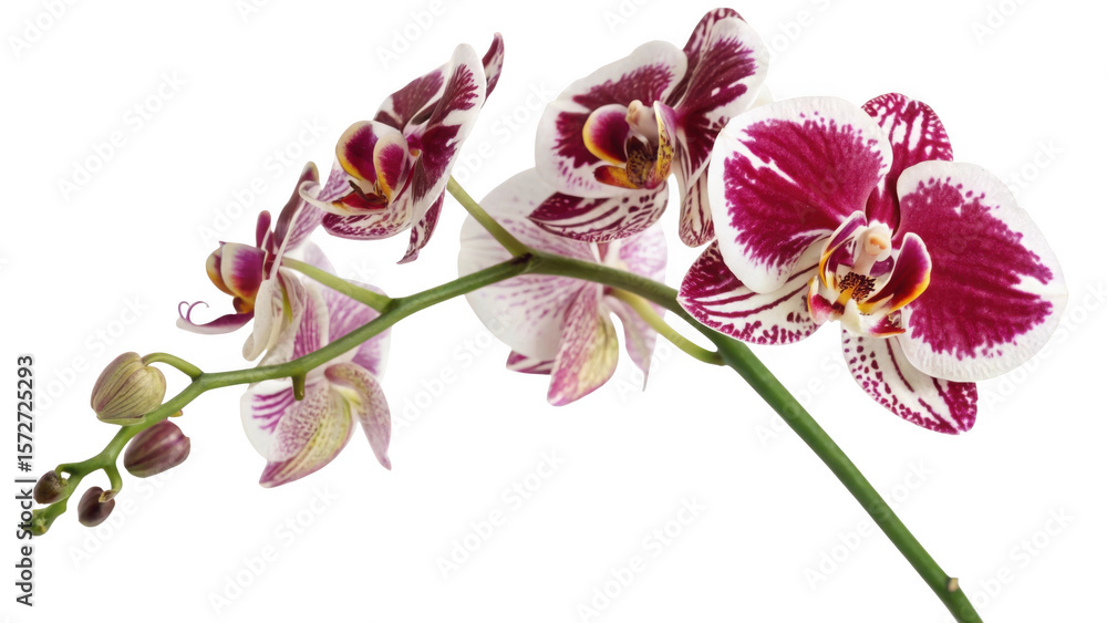 Fototapeta premium Beautiful phalaenopsis orchid flowers with buds on a stem isolated on transparent background