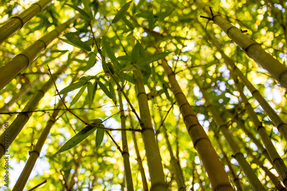Fototapeta premium Bamboo forest with bright green leaves on a sunny summer day.