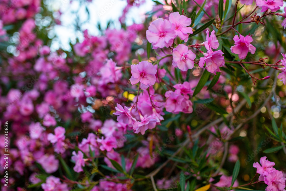 Pink oleander flowers blooming in the garden, selective focus Pink oleander flowers blooming in the garden, selective focus
