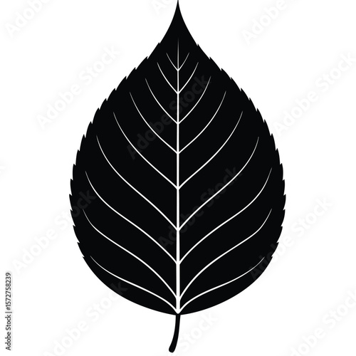 A bold black silhouette of a beech (Fagus) leaf,