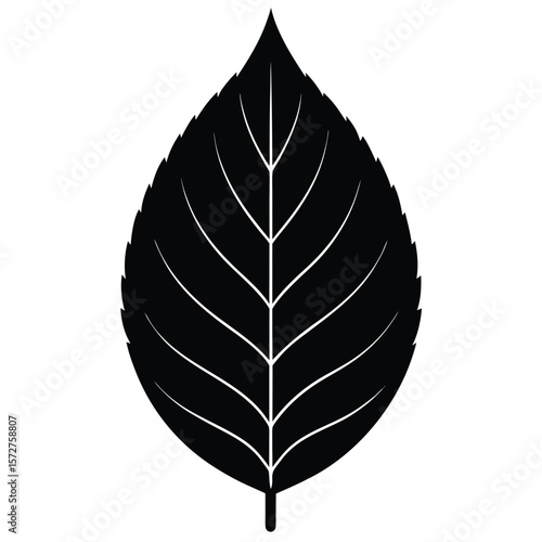 A bold black silhouette of a beech (Fagus) leaf,
