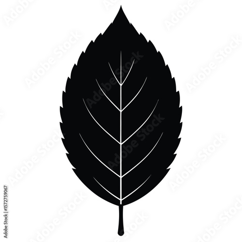 A bold black silhouette of a beech (Fagus) leaf,